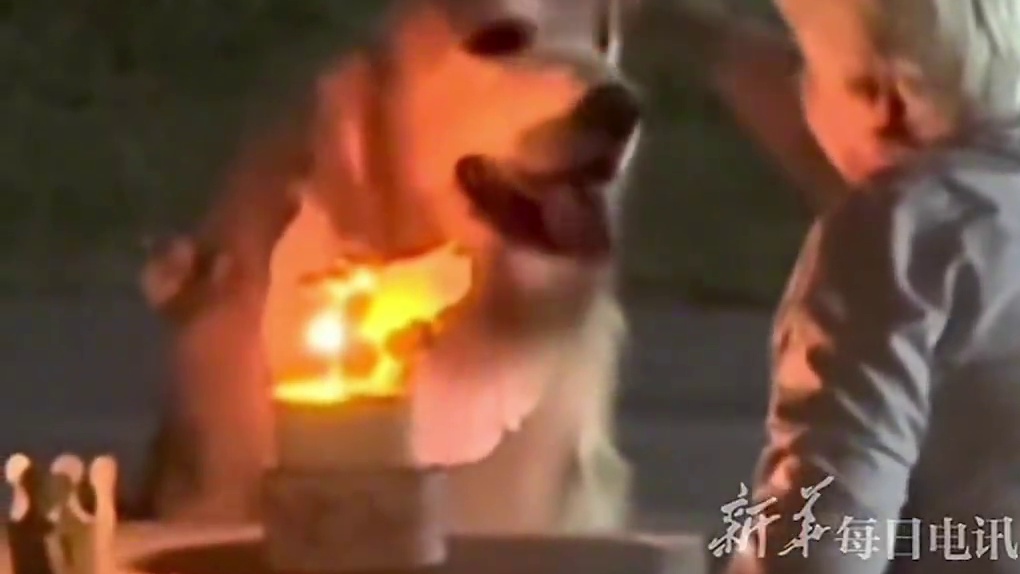 奶奶给毛孩子过生日，狗子满眼都是奶奶。网友：原来爱真的会从眼睛里跑出来！