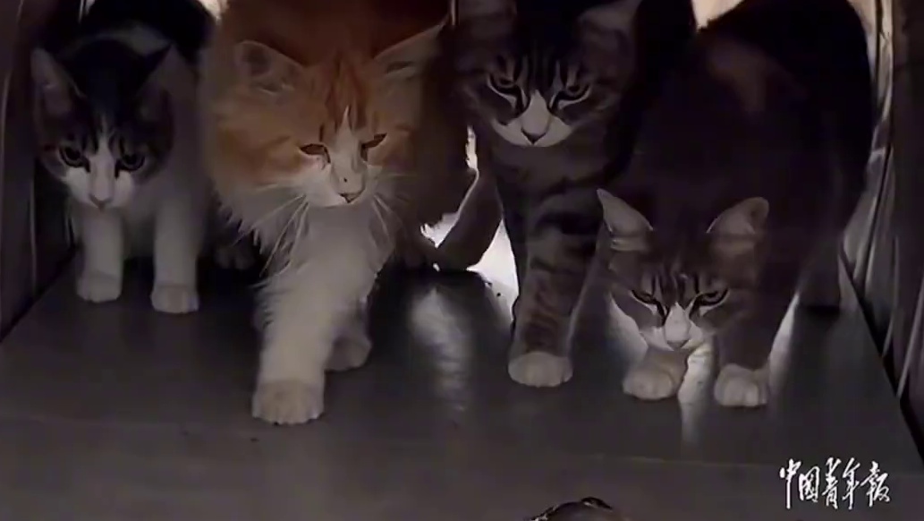 主人扔了一条大鱼给小猫们，猫猫吓得直接弹射起步！猫：铲屎官你自己看看这能吃吗？