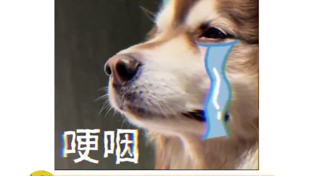 狗：中式教育你赢了！！#小狗 #刺猬 #中式教育 #搞笑