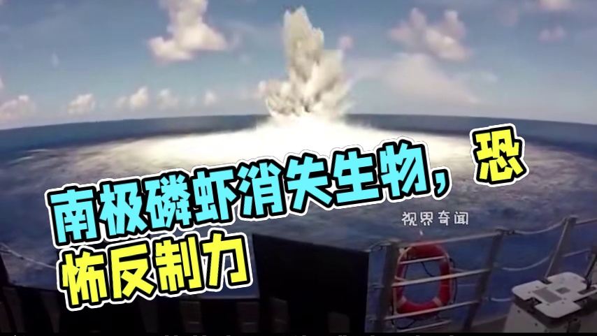 来自南极海域土生土长的南极磷虾干，这小小的东西可不简单！#南极磷虾