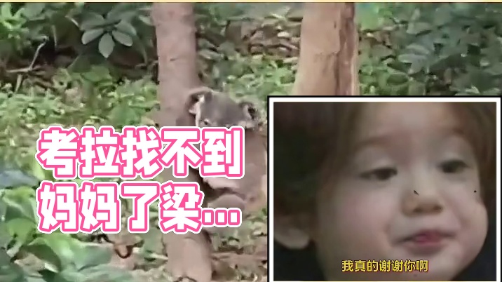 还是第一次听考拉叫的，跟蛤蟆似的