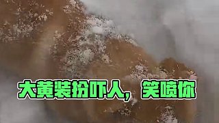 大黃：你是真狗哇！
