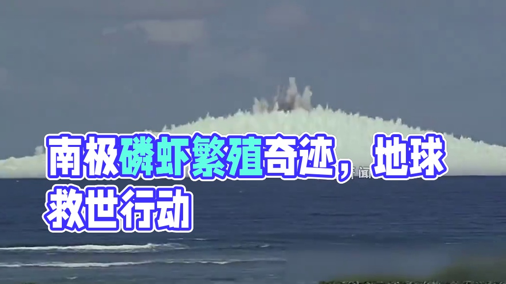 来自南极海域土生土长的南极磷虾干，这小小的东西可不简单！#南极磷虾