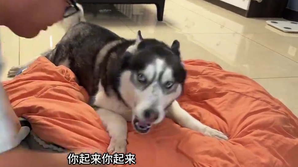 主人收拾狗窝，二哈拼命反抗死活不让，当掀开狗窝后，你们都别笑 #二哈#哈士奇 #宠