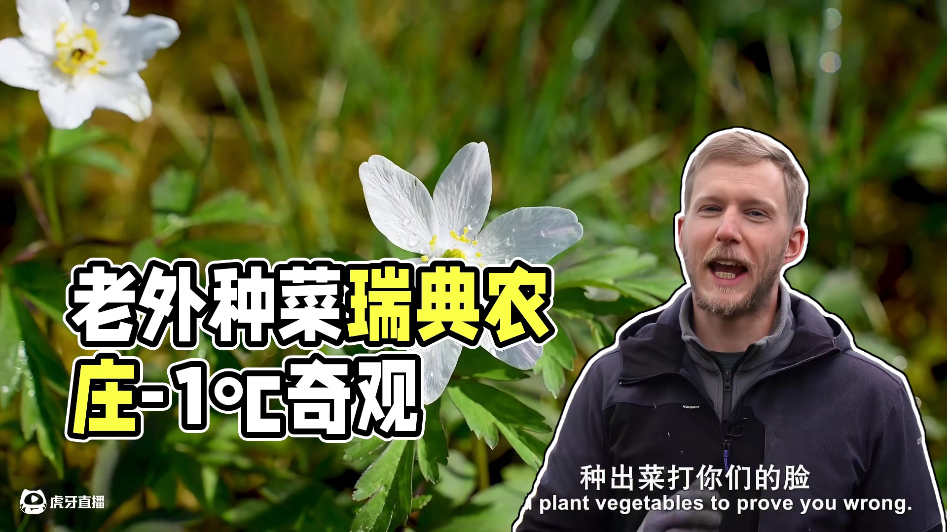 老外种菜花钱如流水，菜却种成这样？！大家赶紧教他别种了 没想到瑞典五月最低温度还能-1℃，农夫山泉有