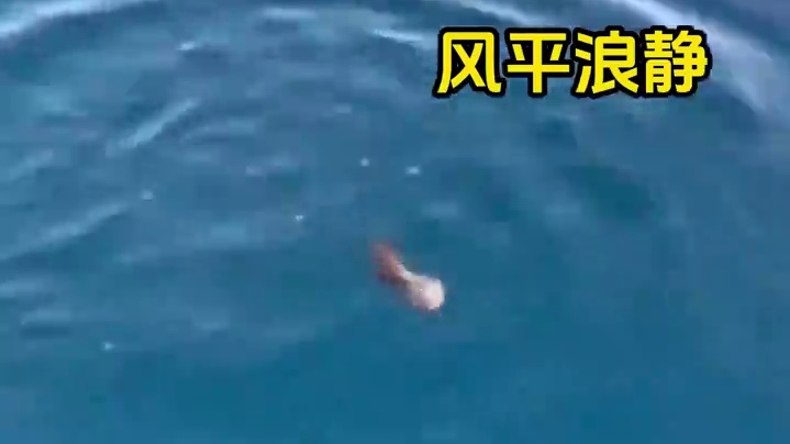 看得我深海恐惧犯了 #动物世界  #海洋动物  #深海恐惧