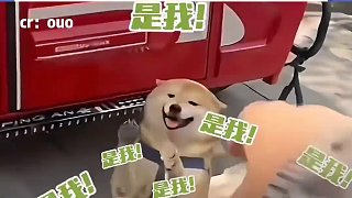 第一只狗：是我嗎？ 第二只狗：是我呀～