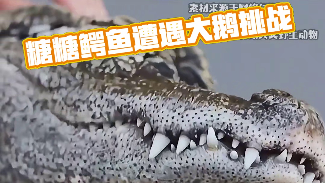 国家一级小废物