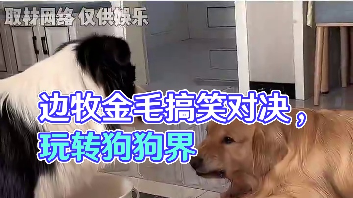 边牧:世子之争，向来如此 #边牧 #金毛 #搞笑  #狗狗