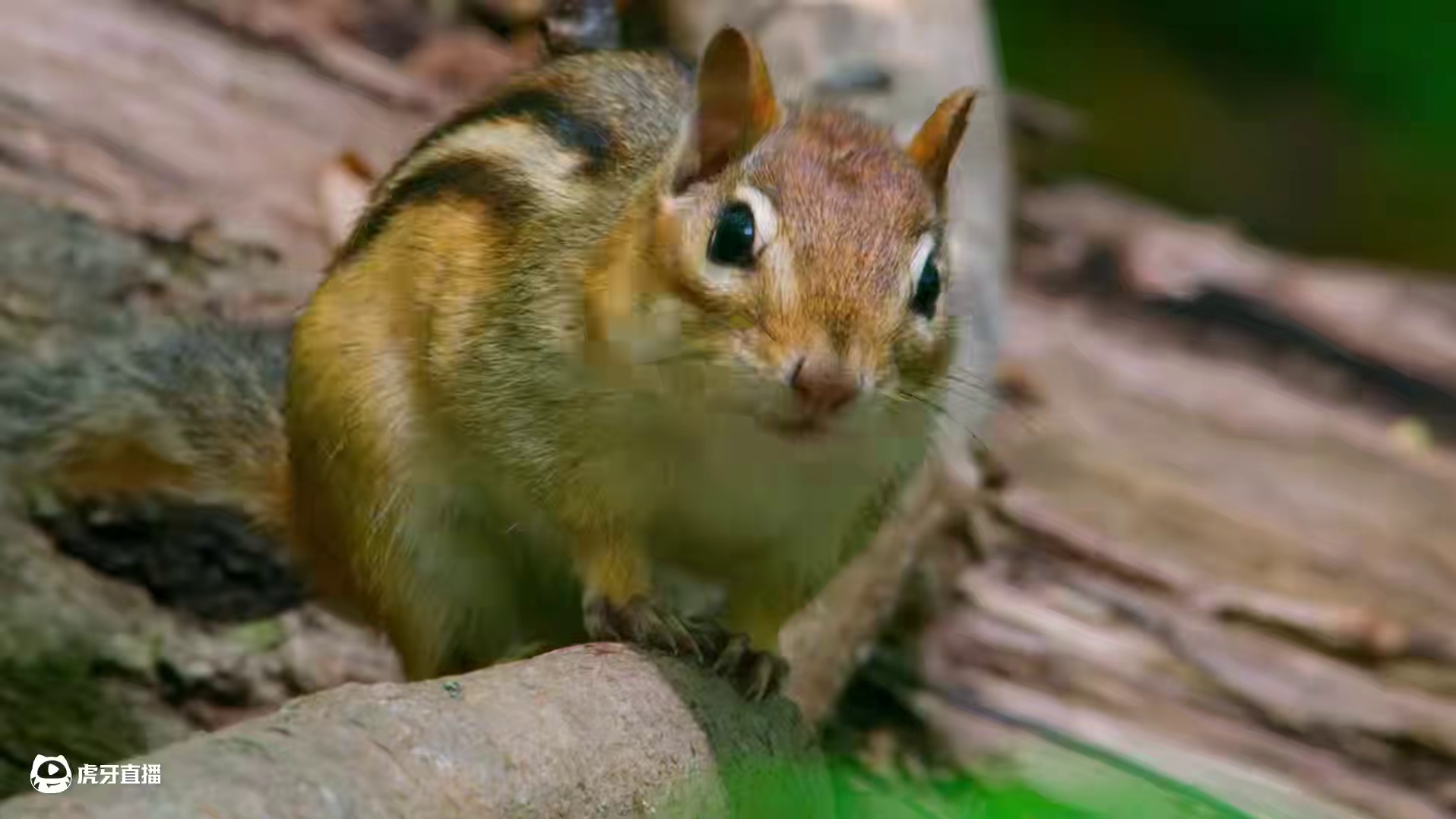 可以开始囤变量骰子了！ #崩坏星穹铁道 #走过安眠地的花丛 #翁法罗斯之旅 #内容启发搜索