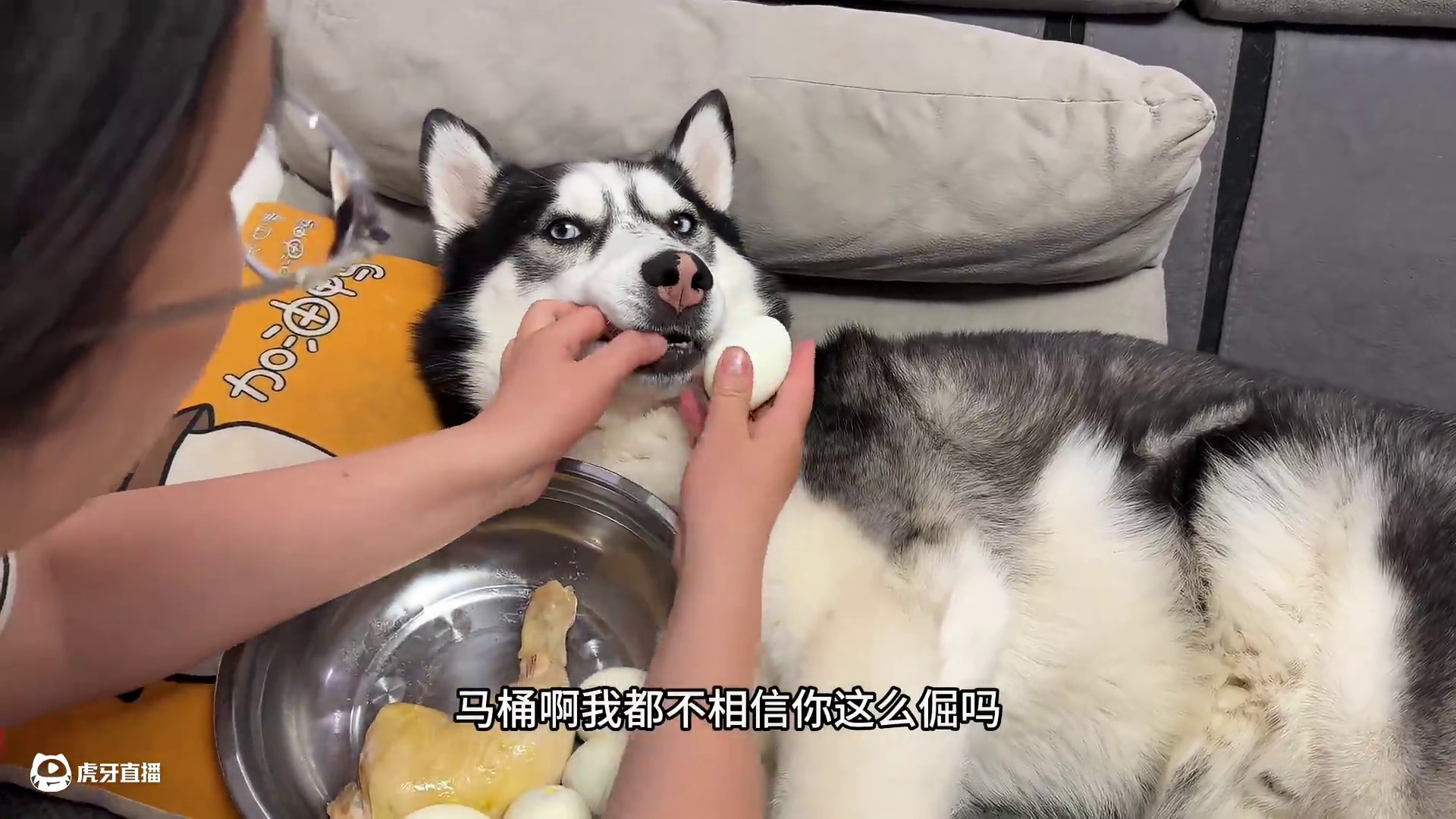 二哈挑食死活不吃饭，气得主人上去就是一巴掌，下一秒大家都别笑 #家有傻狗傻狗傻狗 #二哈 #哈士奇 