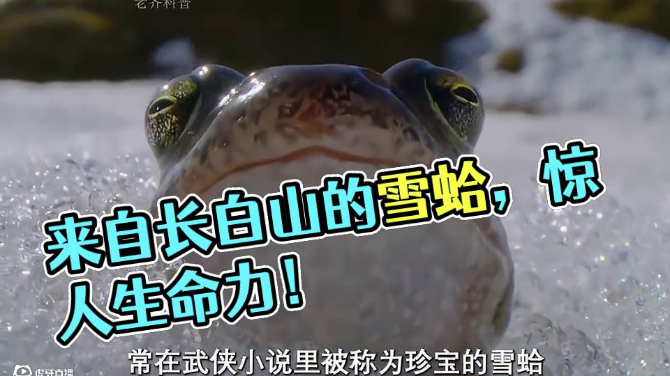 这款来自长白山的雪蛤珍饮你喝过吗？ 平时买来自己喝还是用来送礼都不错！#雪蛤珍饮 #雪蛤 #送礼佳品