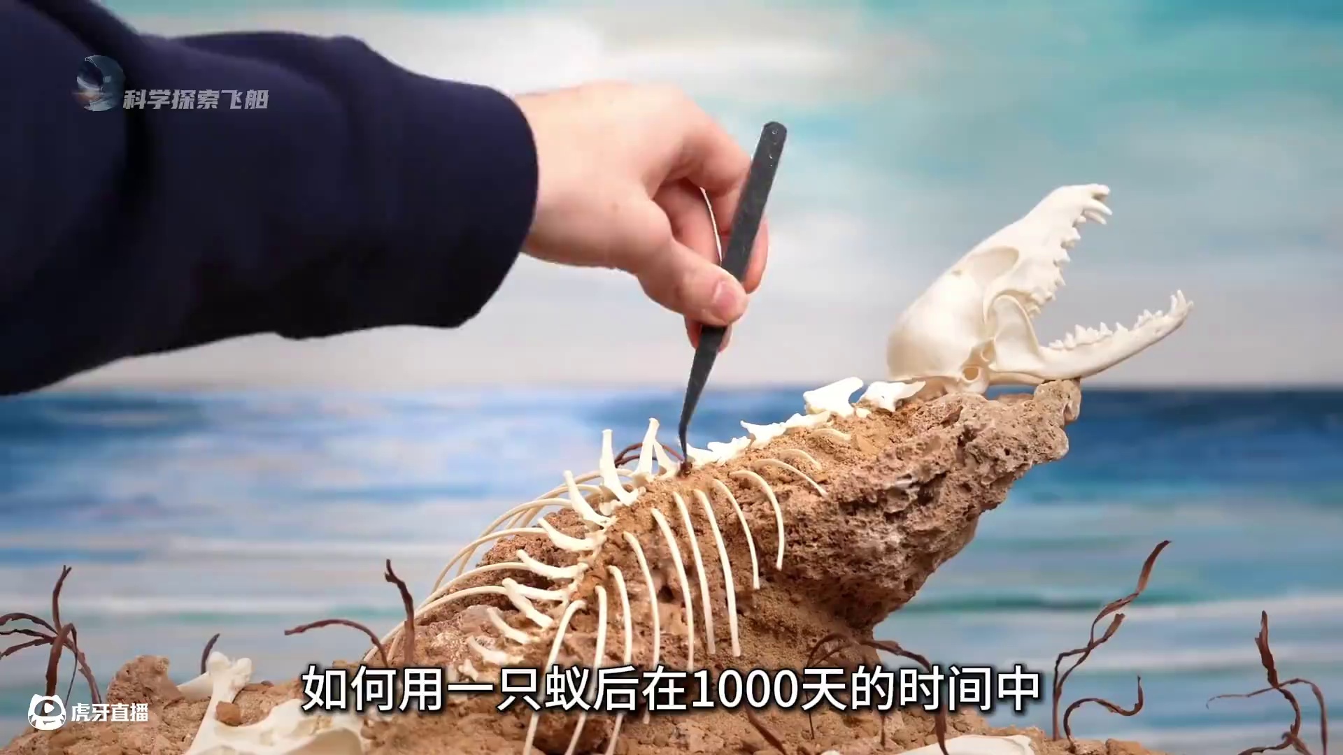 耗时1000天打造的蚂蚁帝国，用上帝视角模拟蚂蚁部落的兴衰史 #奇趣自然 #上帝模拟器 #涨知识 #