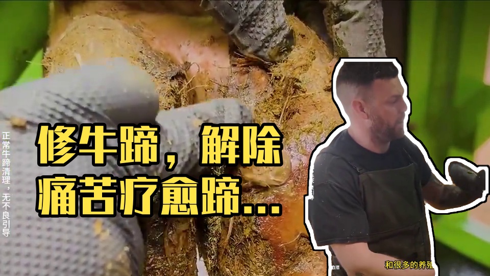 看蹄底烂的像蜂巢，就知道情况多么糟糕 #解压 #助眠 #修牛蹄 #治愈 #舒适