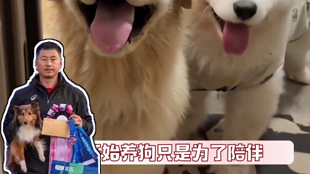 当狗狗当上了冠军，作为家长的很难不骄傲啊！#如果时间的参照物是小狗 #了不起的小狗