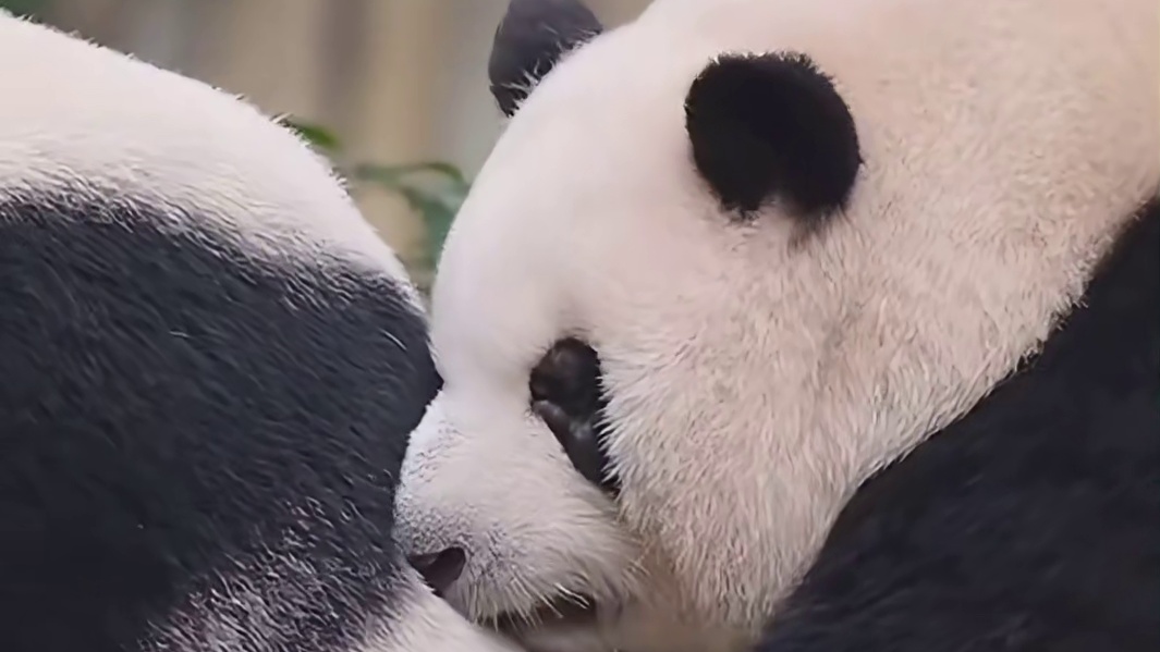 和花确认妹宝熊证据加一