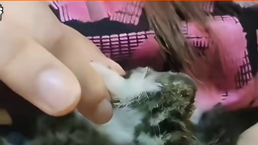 原来小猫也会装睡