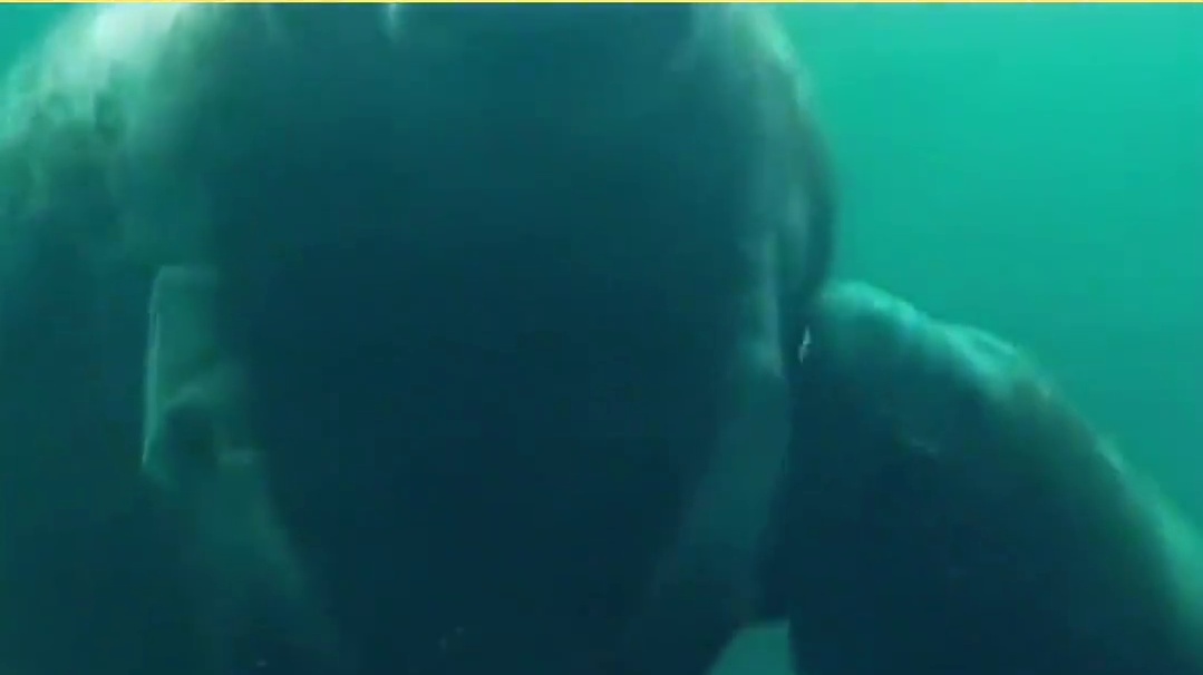 弗罗里达海牛的炸裂死法#弗罗里达  #海牛  #炸裂  #弗罗里达州不养闲人 #万万没想到