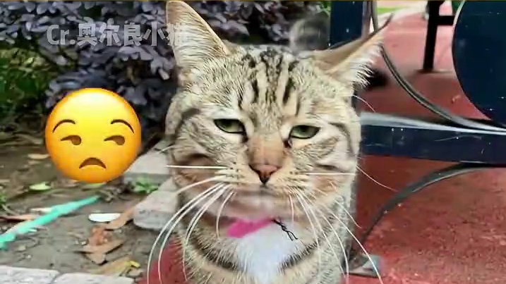 怎么会有小猫是这个表情乖 跟后妈回家#萌宠出道计划 #小猫咪能有什么坏心眼 #猫咪的迷惑行为 #猫咪