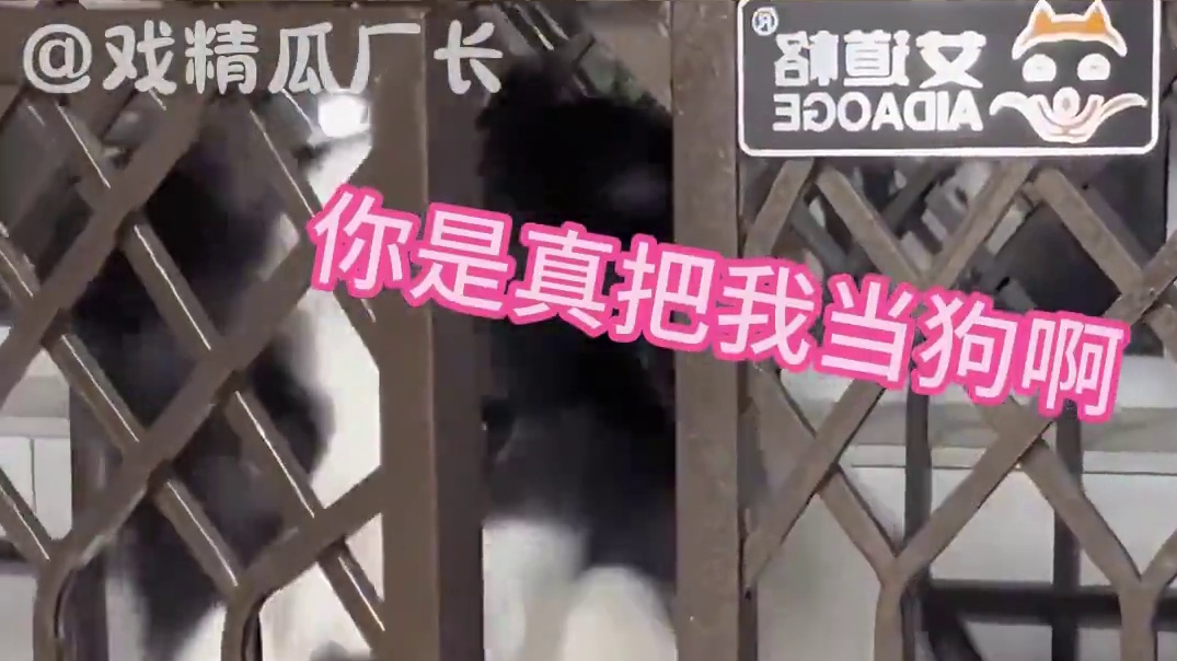 都说了边牧是边牧，狗是狗 #狗狗  #边牧  #动物趣事  #万万没想到