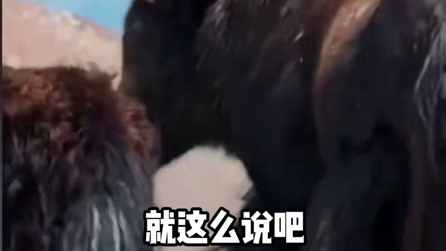 野牦牛再厉害能打得过老虎吗 #野牦牛 #老虎 #动物世界