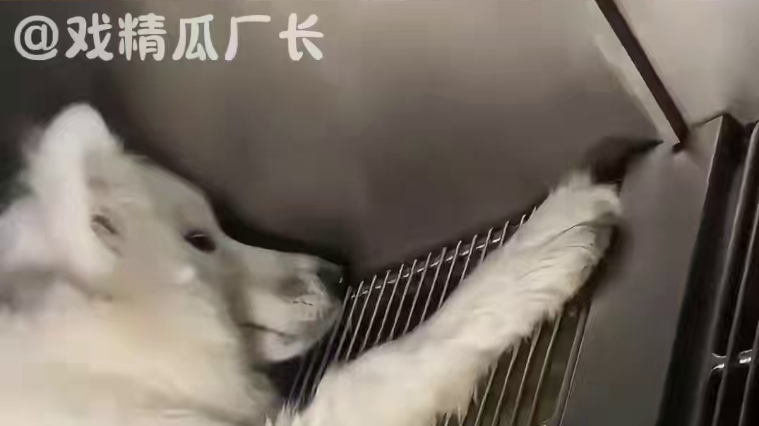 希望天堂的三岁，不用再为苦痛难过了 #宠物  #萨摩耶  #正义  #万万没想到