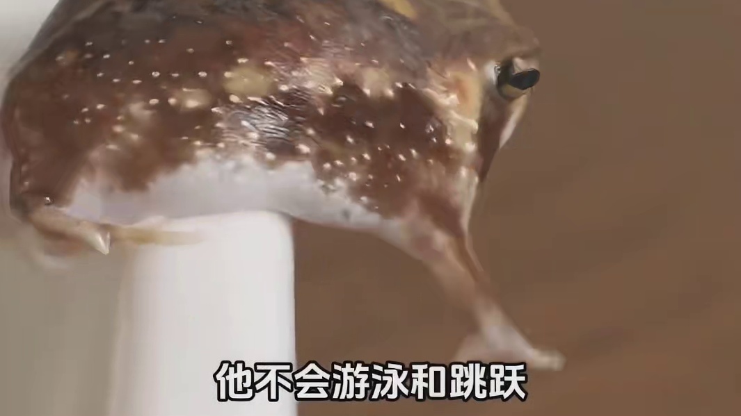 一只超可爱的蛙蛙