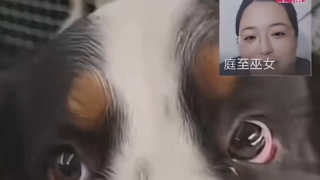 在狗狗脸上真的能看出心思