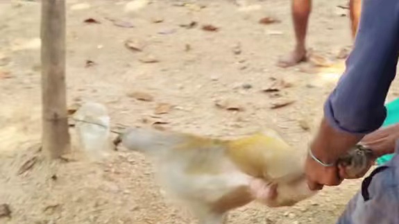 猴哥在国外真是太悲催了#动物世界 #野生动物零距离