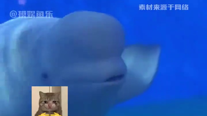 白鲸：小孩，这可不怪我哦 #白鲸 #万万想不到 #人类幼崽 #搞笑