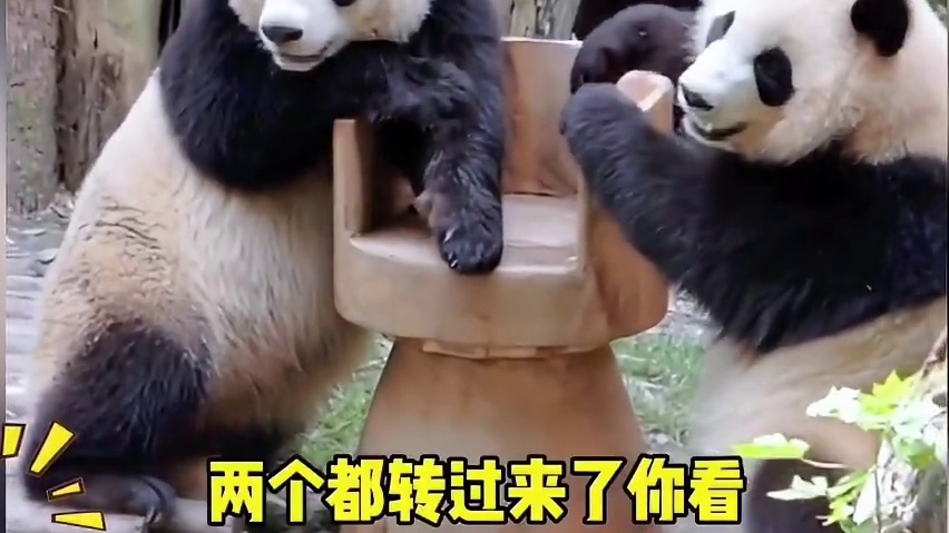 听懂人话的熊猫  (1)