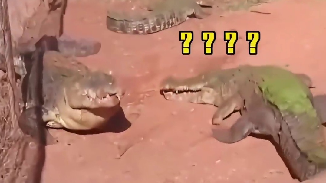 鳄鱼手臂断了还会重新长出来吗