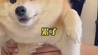 狗：她說(shuō)的都是我的詞啊