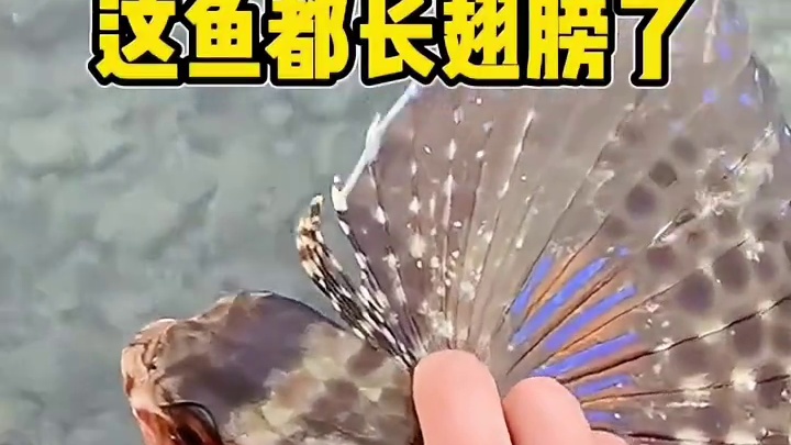 这鱼都长翅膀了