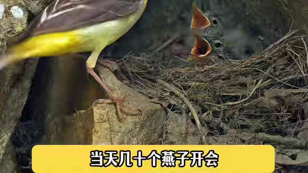 原来燕子也是一代不如一代啊#动物的迷惑行为 #燕子窝 #奇妙的动物 #万万没想到