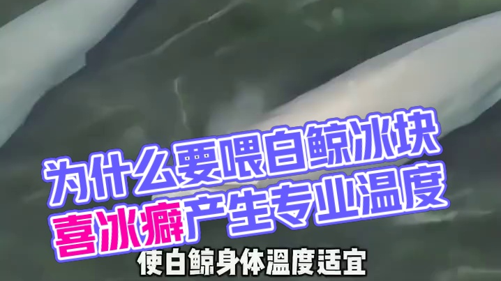 为什么要喂白鲸吃冰块