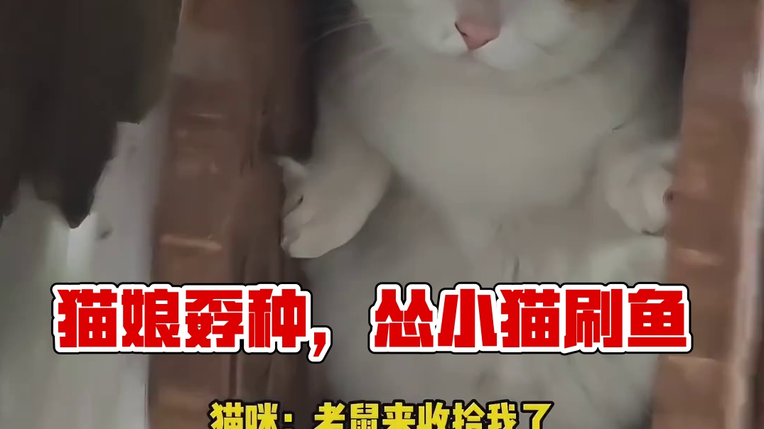 猫：告诉俺娘，俺是孬种
