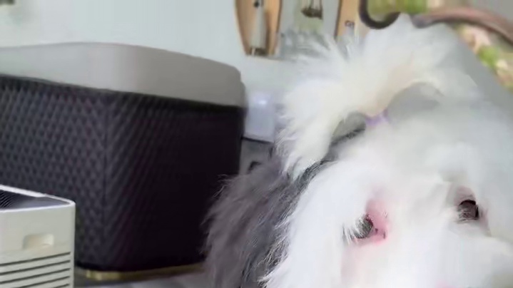 身价30万的小女孩如何度过高能量的一天 #边牧日常趣事 #创作者中心 #创作灵感 #狗狗的日常