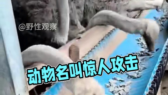 动物怪异行为鉴赏二十四 #科普 #动物科普 #被眼前的景象惊呆了 #动物的迷惑行为