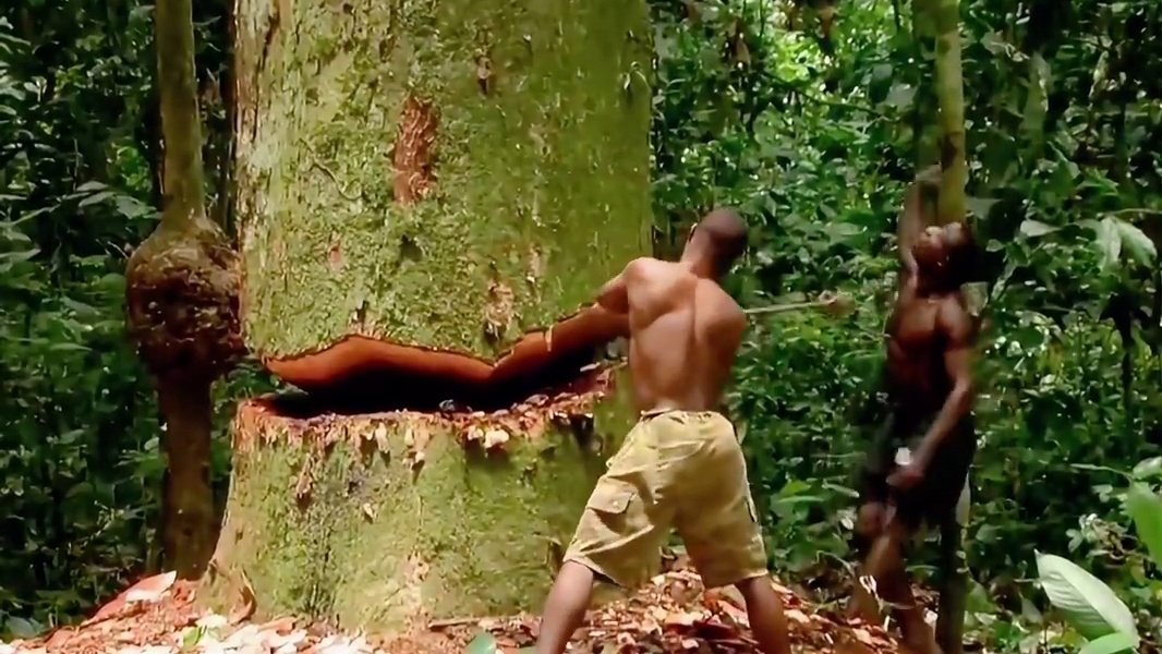 比一般松子大30倍，真长见识了，原来这个就是巴拉那松 #巴拉那松子