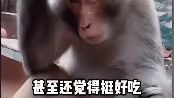 虎毒还不食子 但在兔子中 吃孩子已经是家常便饭了