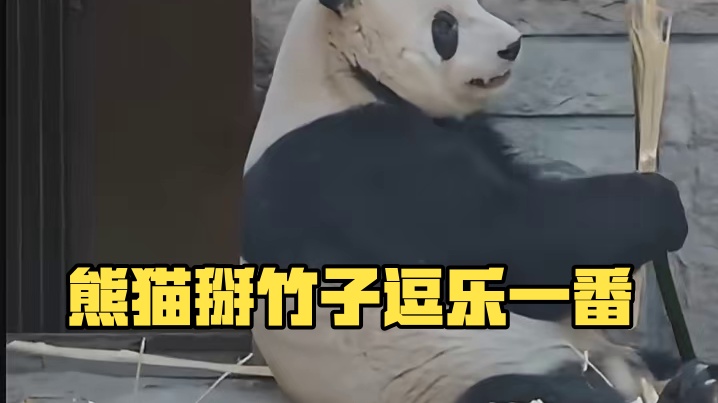熊猫：不理解，但人类这么做一定有他的道理