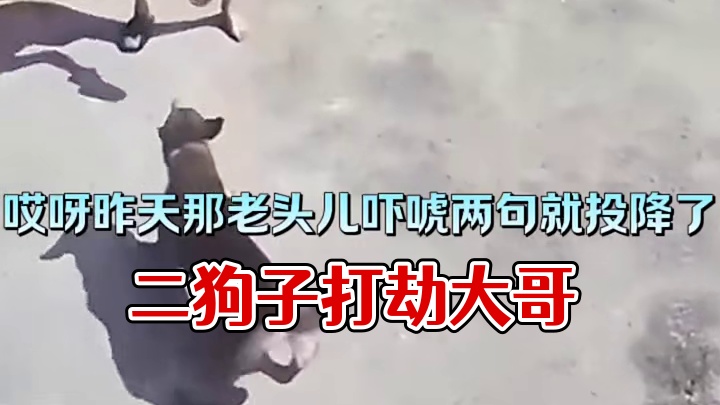 二狗子有点飘呀