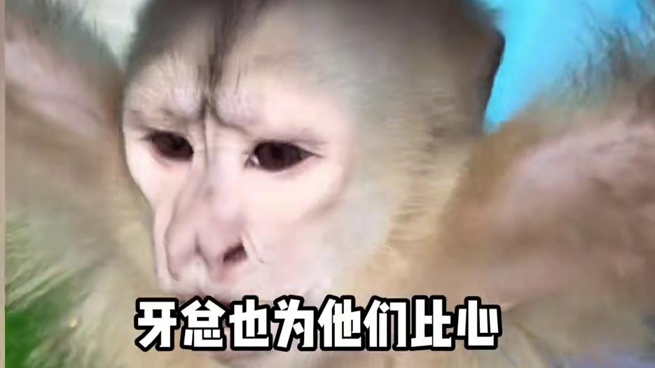 到底是谁收到了长鼻猴的婚礼请束，动物界的婚礼都这么热闹吗! #520长鼻猴联姻  #长鼻猴猴浪漫  