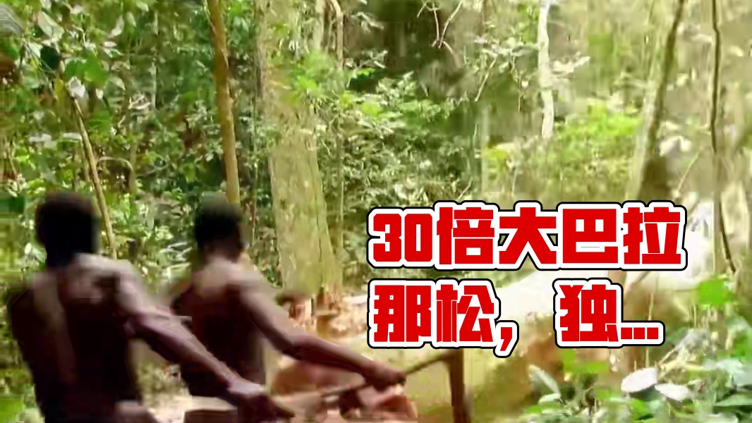 比一般松子大30倍，真长见识了，原来这个就是巴拉那松 #巴拉那松子