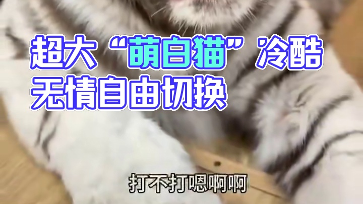 超大“萌白猫”，天真无邪冷酷无情自由切换！