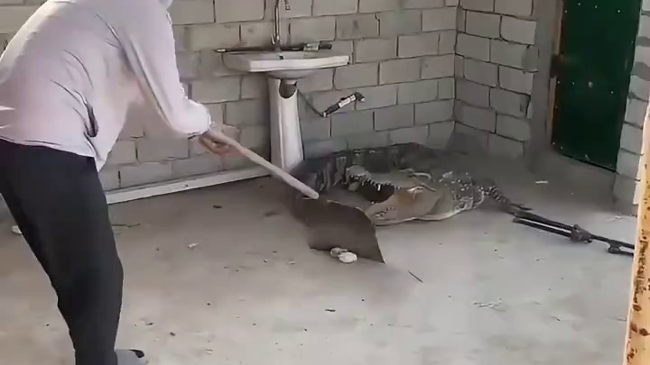 这四条腿就像摆设！