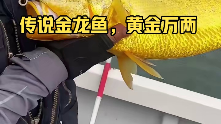 传说中的金龙鱼