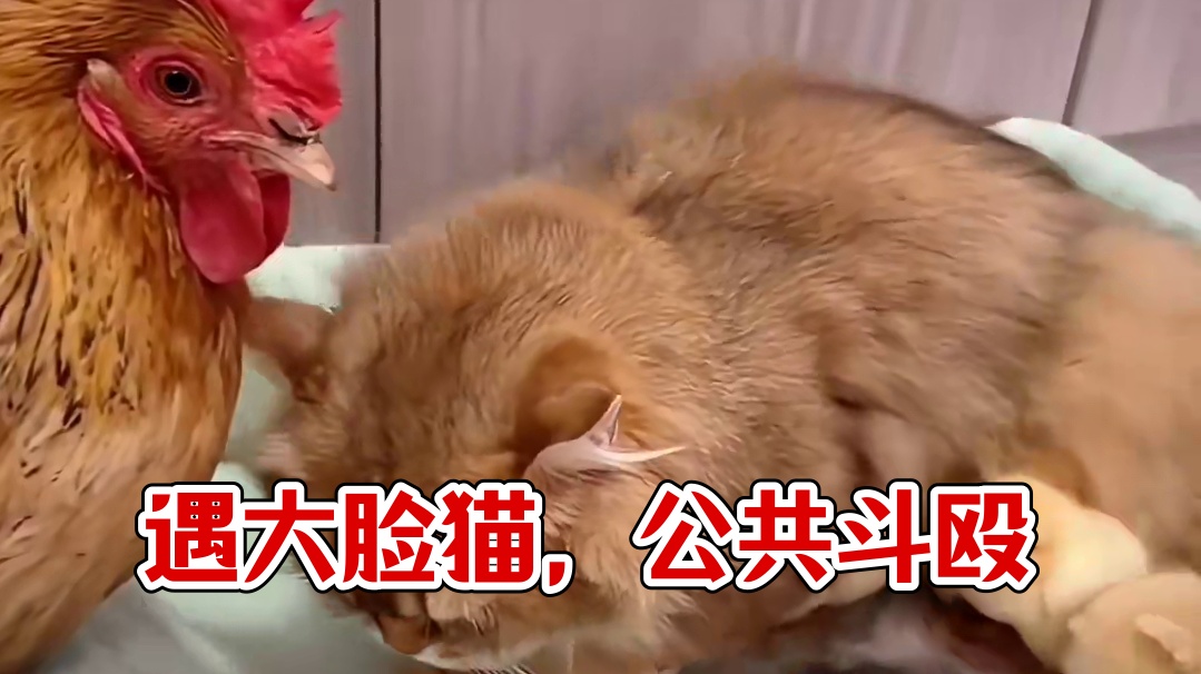 遇到大脸猫了
