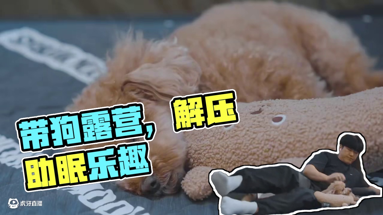 萌宠露营（二）带上狗子去山里露营别提有多爽了~#露营 #助眠 #解压 #萌宠 #户外露营